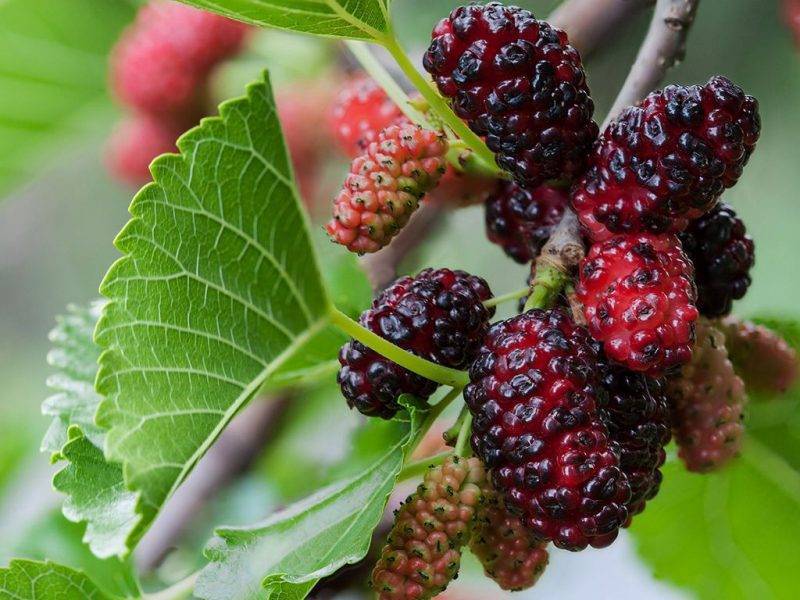 Шелковица купить саженцы из питомнике в Георгиевске