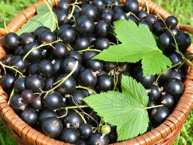 Смородина купить саженцы из питомника в Георгиевске