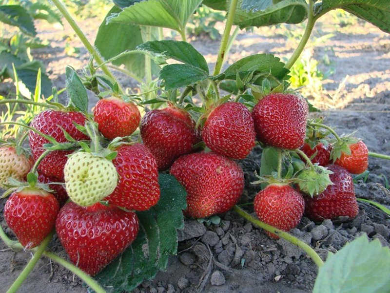 Клубника купить саженцы из питомника в Георгиевске