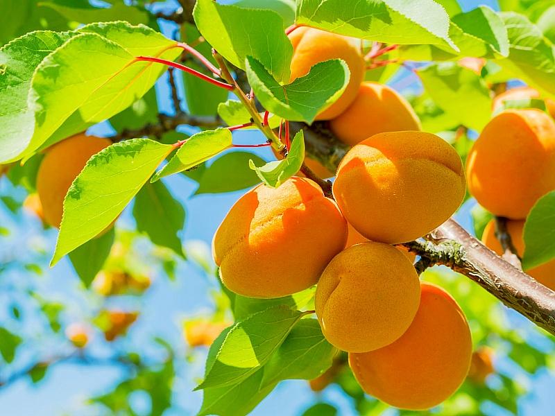Абрикос купить саженцы из питомнике в Георгиевске