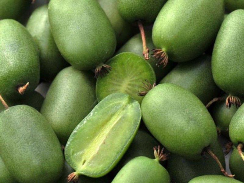 Актинидия купить саженцы из питомнике в Георгиевске