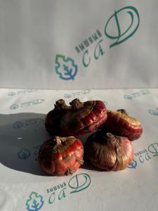Гладиолус Ботсвана (5 шт. луковиц в упаковке)