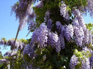 Глициния китайская ‘Plena’