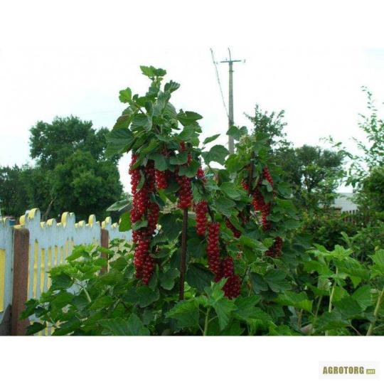 Смородина "РОВАДА"