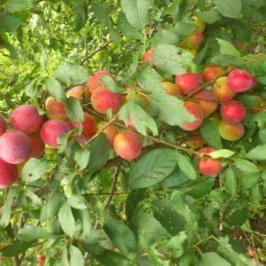 Слива "ПЕРСИКОВАЯ МИЧУРИНА" поздняя  (срок созревания конец августа - начало сентября)